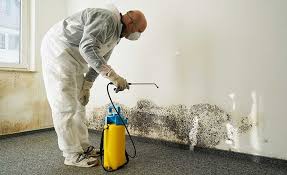 Professional Mold Removal Services in Cross Roads, TX