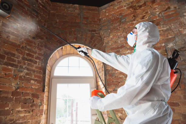 Best Black Mold Removal  in Cross Roads, TX